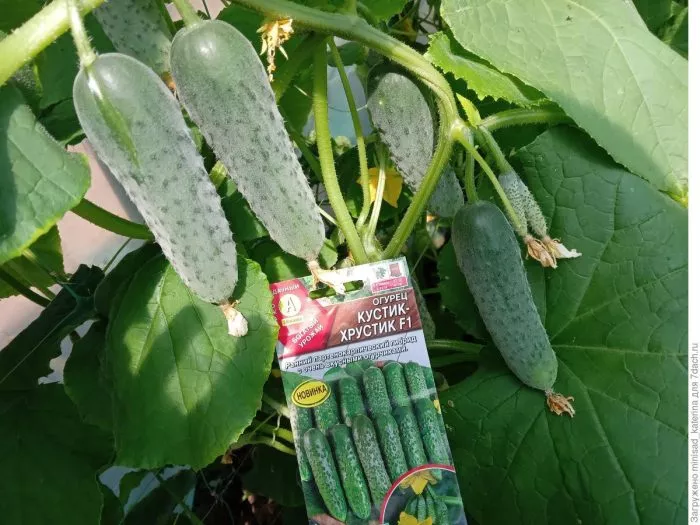 kustik-hrustik-5-207000