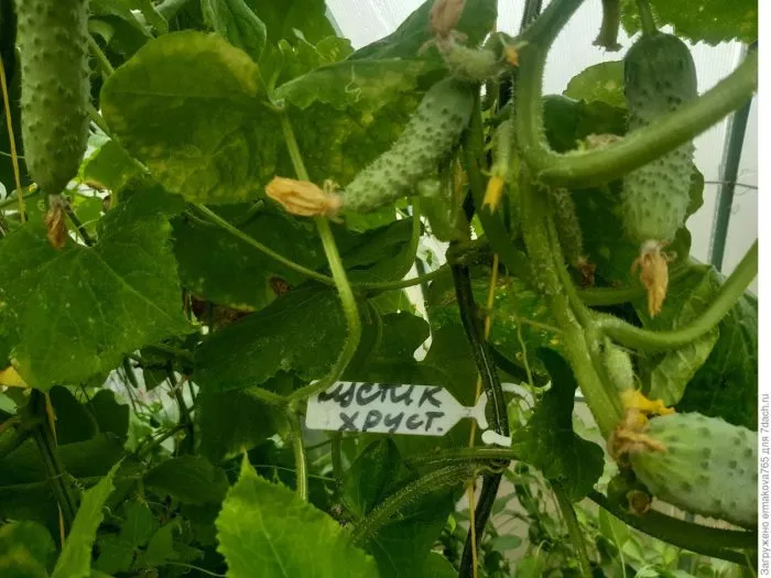 kustik-hrustik-7-207000