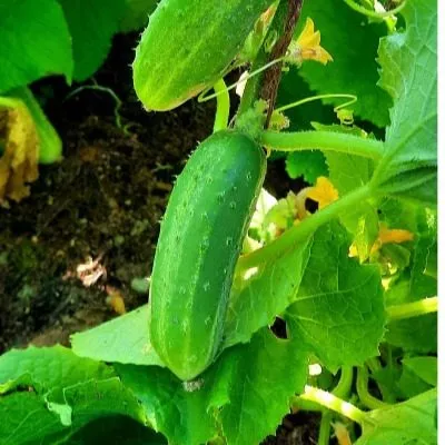 kustik-hrustik-8-207000