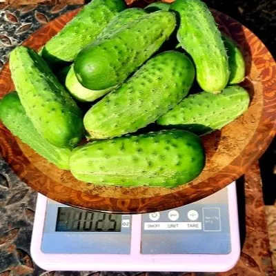 kustik-hrustik-9-207000