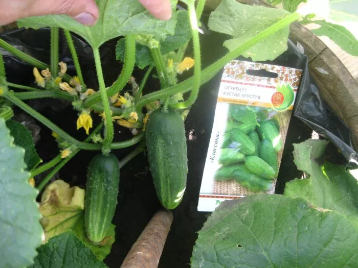 kustik-hrustik-main-207000