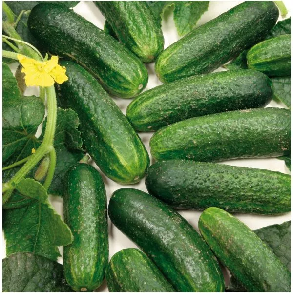 la-bella-main-202899