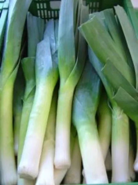 lantselot-main-221890