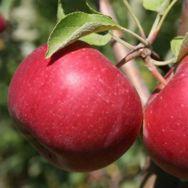 laskovoe-main-221117