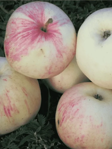 letnee-nezhnoe-1-214512