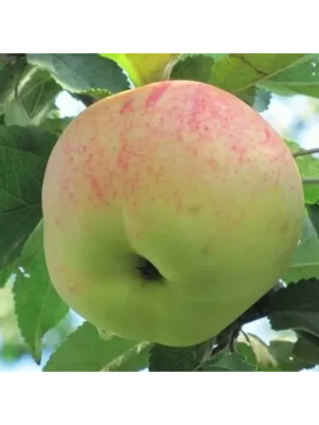 letnee-nezhnoe-2-214512