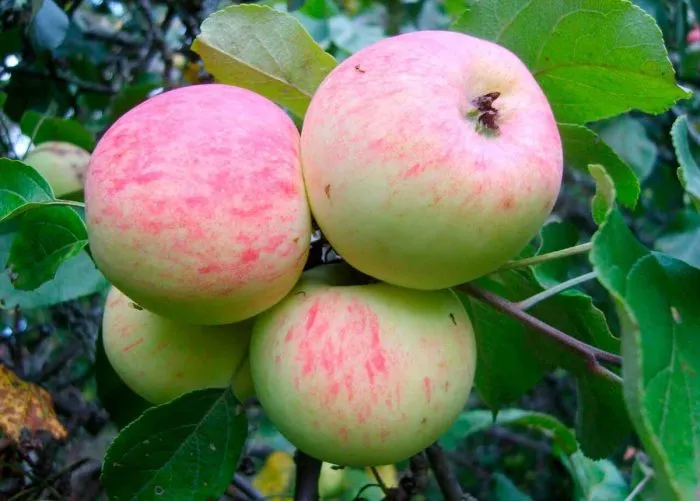 letnee-nezhnoe-4-214512