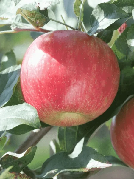 letnee-nezhnoe-5-214512