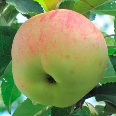 letnee-nezhnoe-6-214512