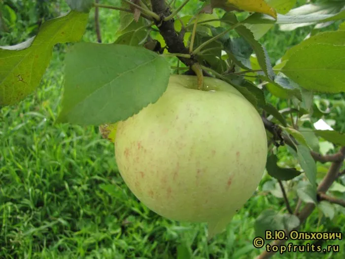 letnee-nezhnoe-main-214512