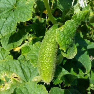 luhovitskiy-5-205829