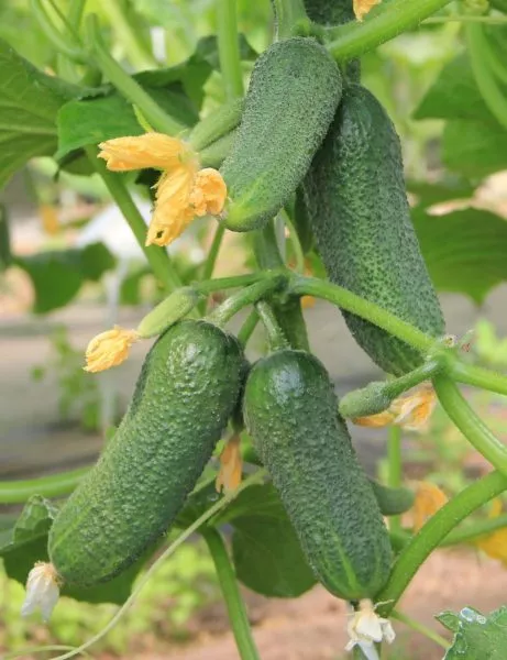 luhovitskiy-main-205829