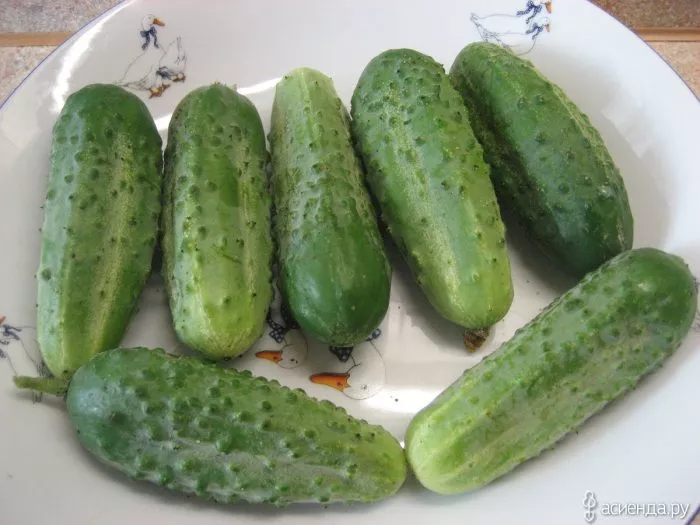 lyubimchik-main-207064