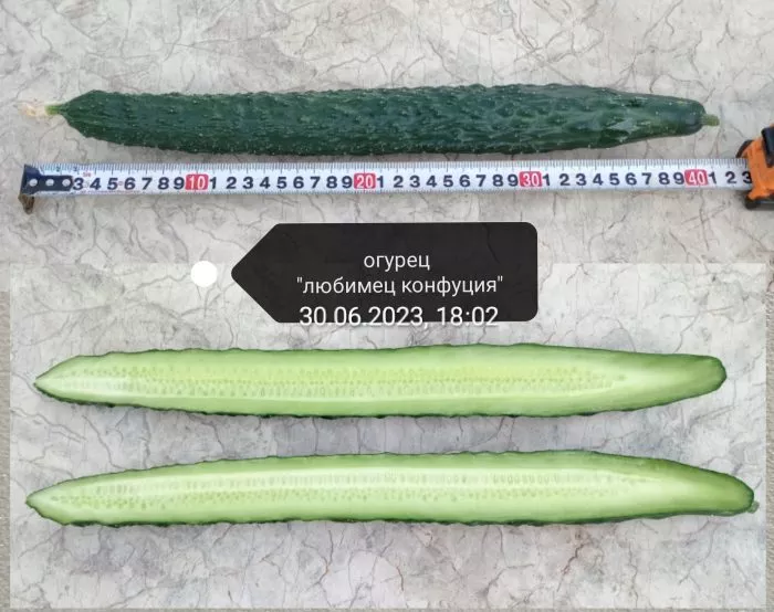 lyubimets-konfutsiya-3-207206