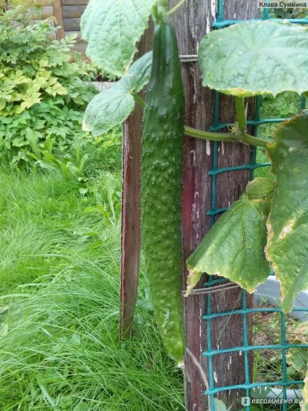 lyubimets-konfutsiya-main-207206