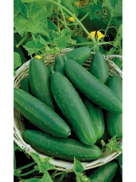 lyubimyy-muzhchina-1-203787