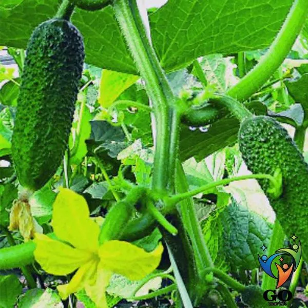 malyutka-anyutka-3-202360