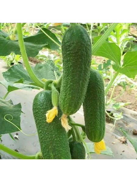 malyutka-anyutka-main-202360