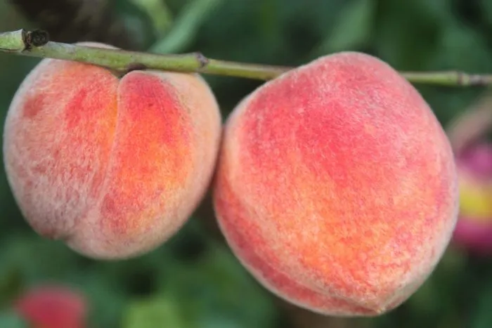 mariya-byanka-2-223962