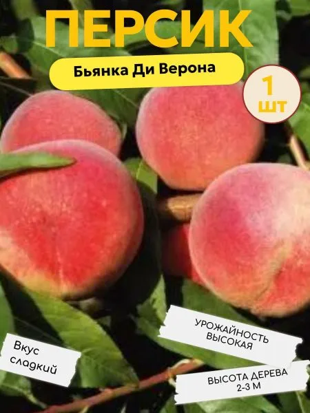 mariya-byanka-3-223962