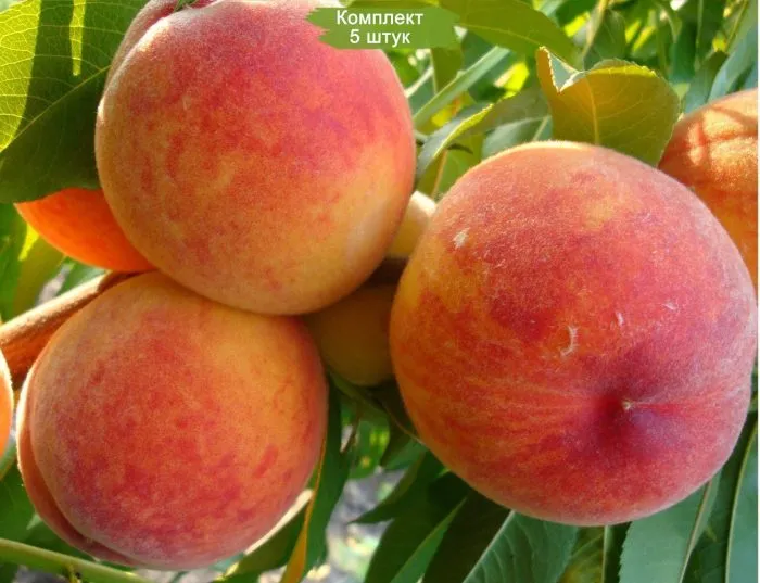 mariya-byanka-4-223962