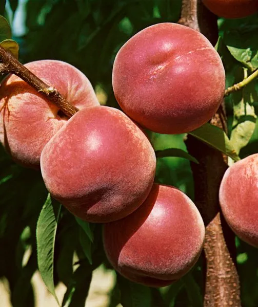 mariya-byanka-5-223962