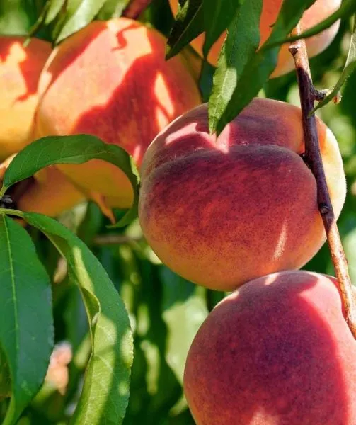 mariya-byanka-6-223962