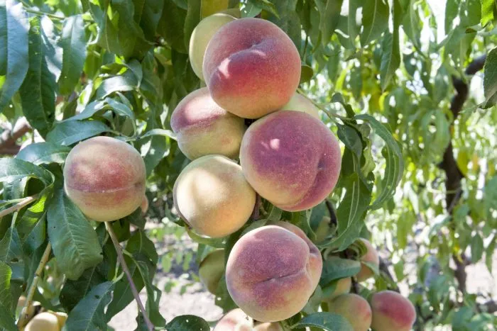 mariya-byanka-main-223962