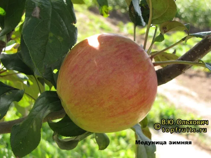 medunitsa-zimnyaya-2-219280