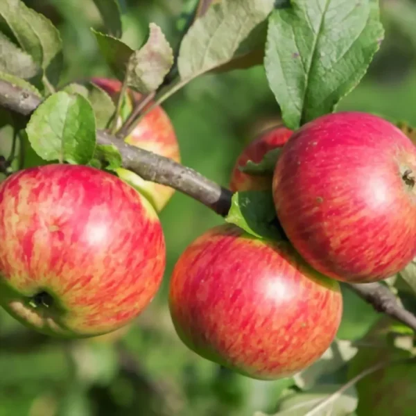 medunitsa-zimnyaya-3-219280