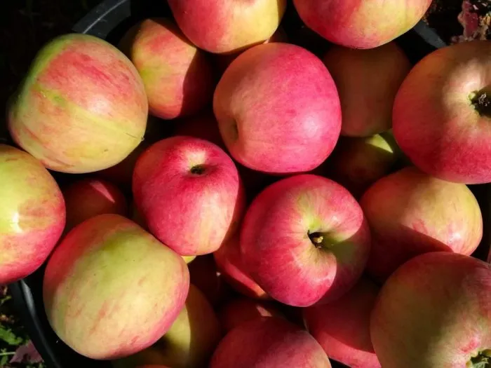 medunitsa-zimnyaya-6-219280