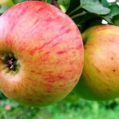 medunitsa-zimnyaya-7-219280