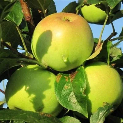 medunitsa-zimnyaya-8-219280