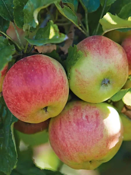 medunitsa-zimnyaya-main-219280