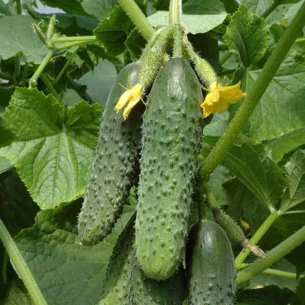 mirabella-main-202947