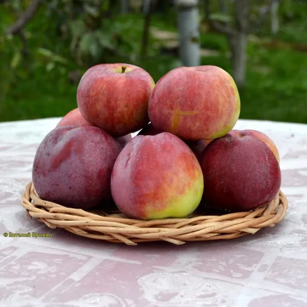 moskovskoe-krasnoe-1-219286