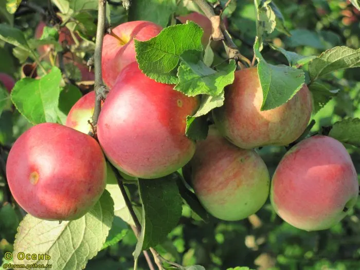 moskovskoe-krasnoe-2-219286