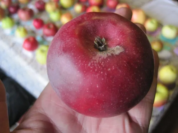 moskovskoe-krasnoe-4-219286