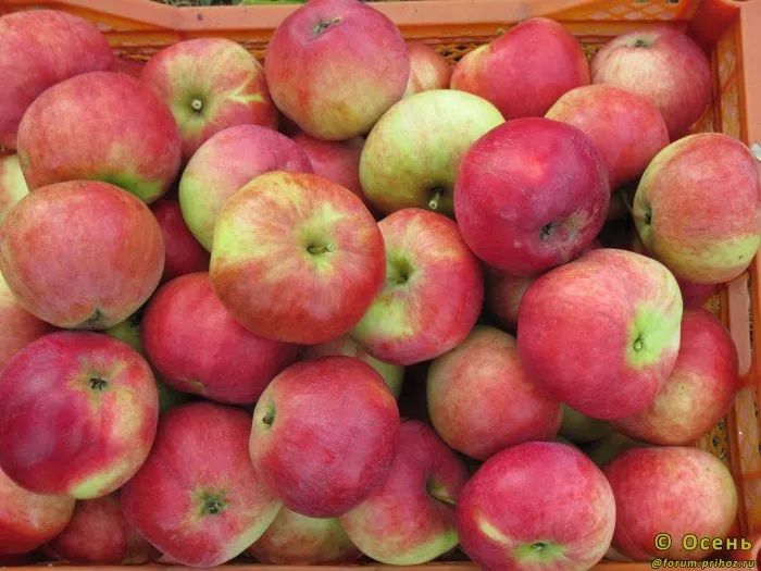 moskovskoe-krasnoe-5-219286