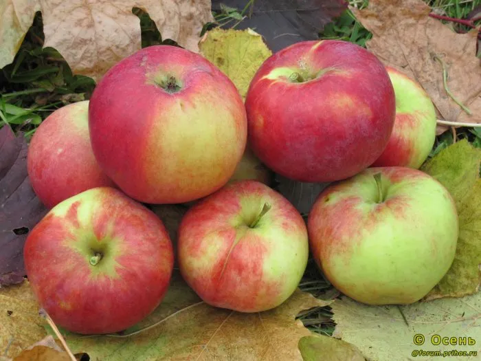 moskovskoe-krasnoe-main-219286