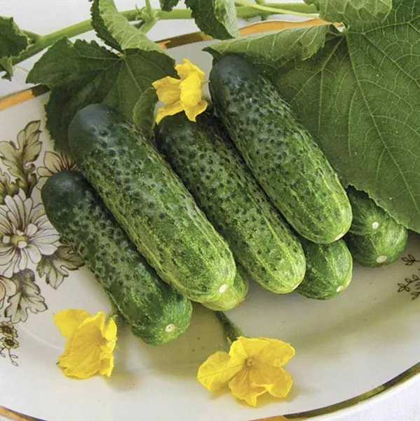 nadezhda-main-203920