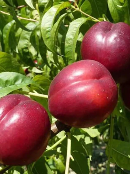 nektarin-big-top-1-223972