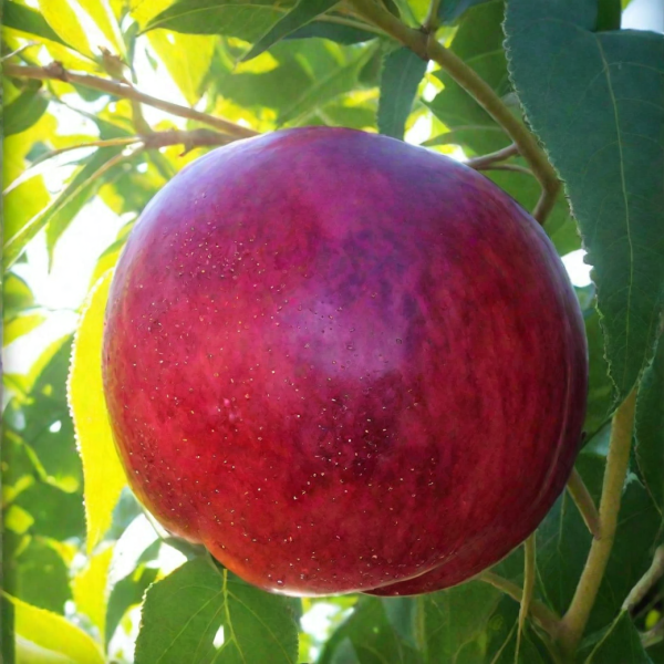 nektarin-big-top-2-223972