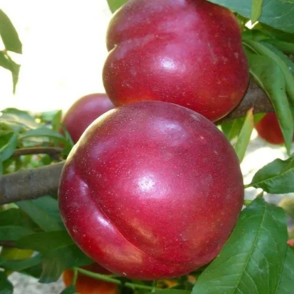 nektarin-big-top-5-223972