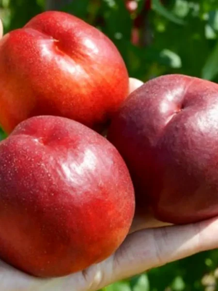 nektarin-big-top-6-223972