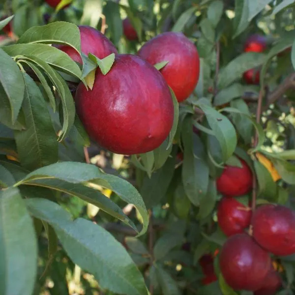 nektarin-big-top-7-223972