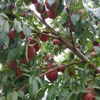 nektarin-big-top-8-223972