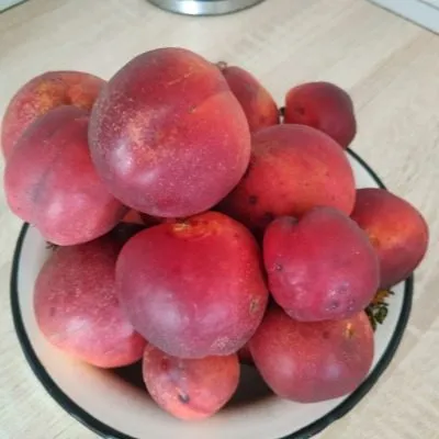 nektarin-big-top-9-223972