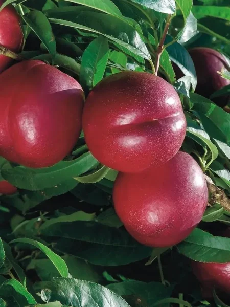 nektarin-big-top-main-223972