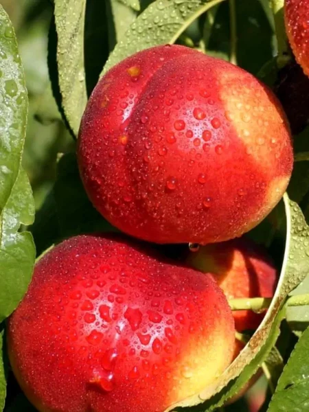 nektarin-lola-2-223967